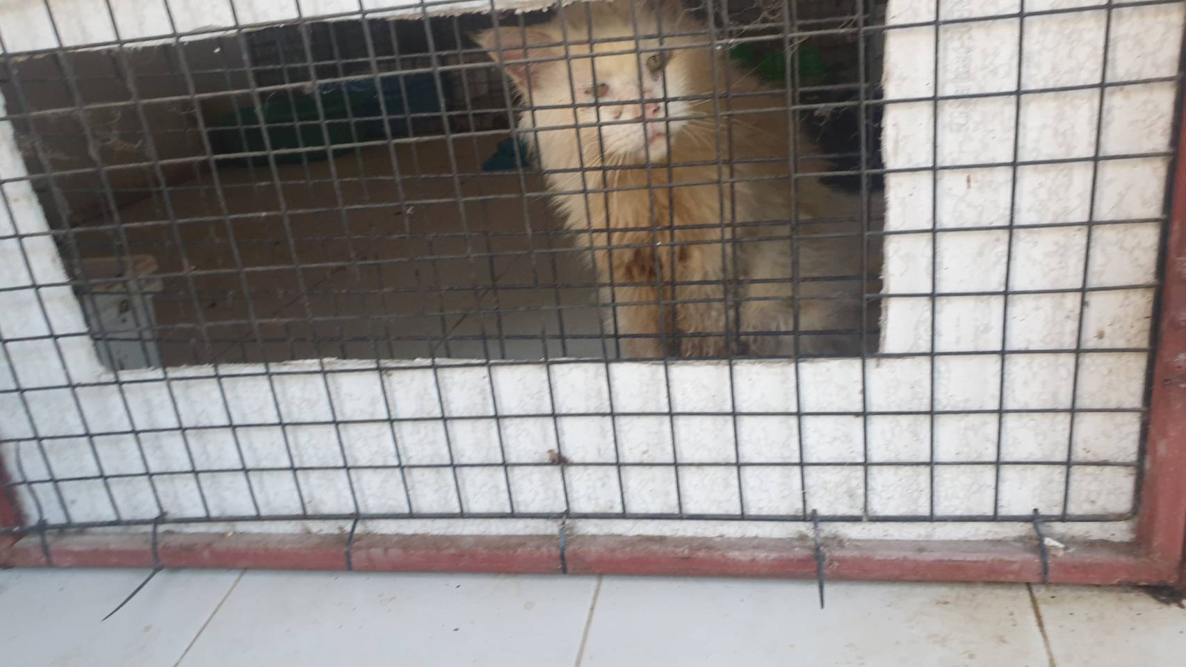 The rescue of the 17 Persian cats