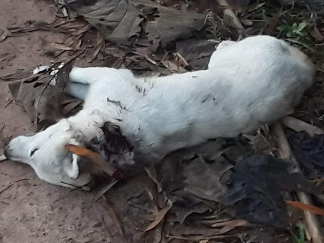 A dog was cold-blooded shot dead at Wat Bot District, Phitsanulok Province