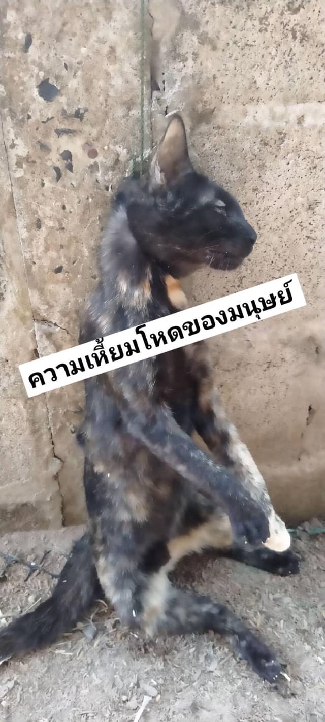 A fifth cat was hung with a nylon rope – Warin Chamrap District, Ubon Ratchathaini Province