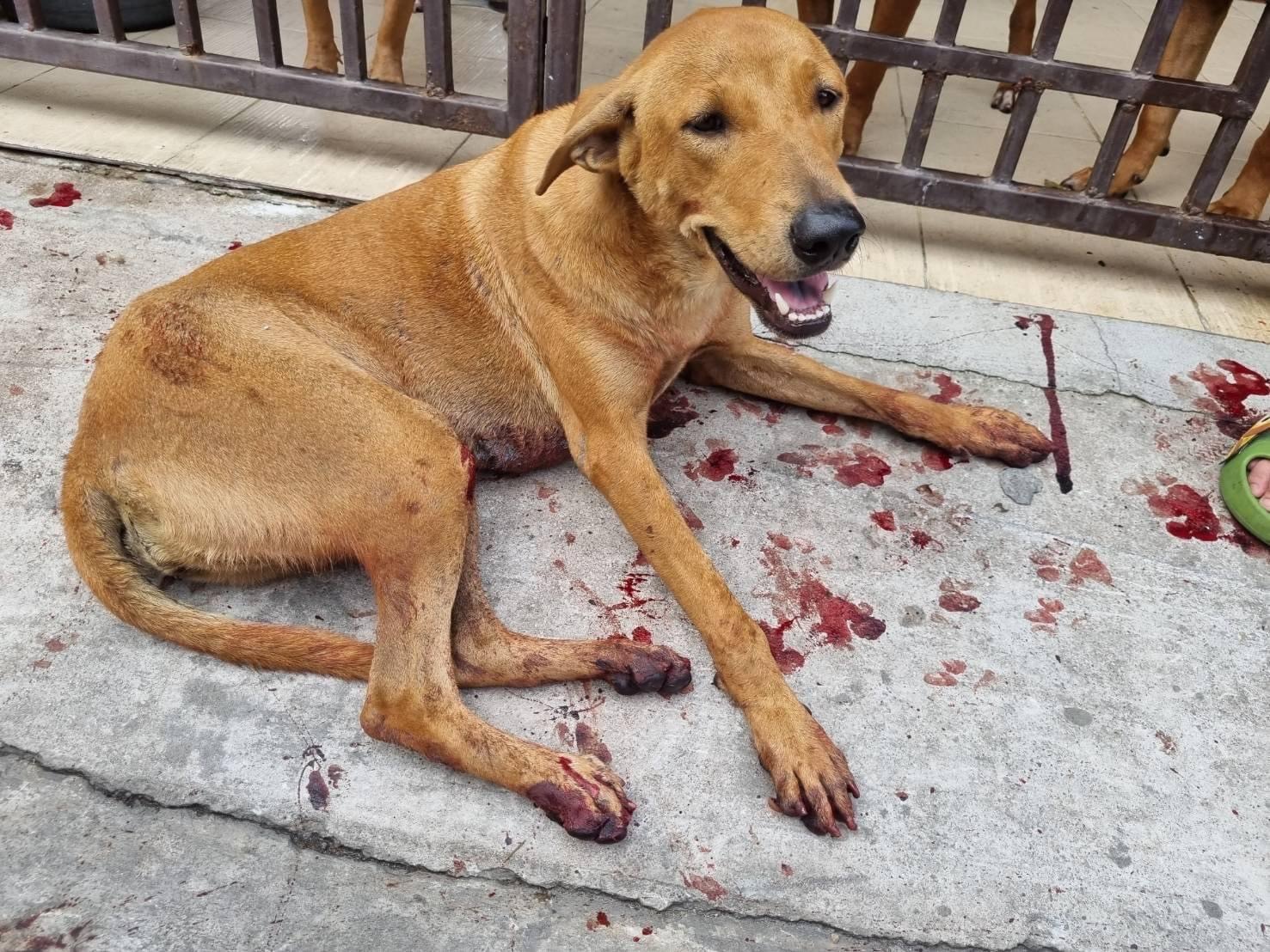 A stray dog was brutally beaten, Laem Chabang city, Chonburi Province